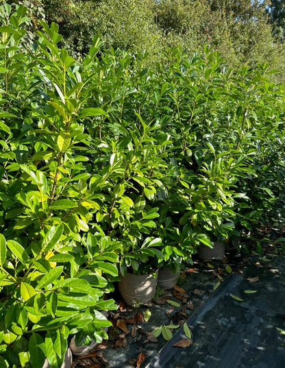 10x 6-7ft INSTANT Hedge Cherry Laurel Healthy Established Evergreen