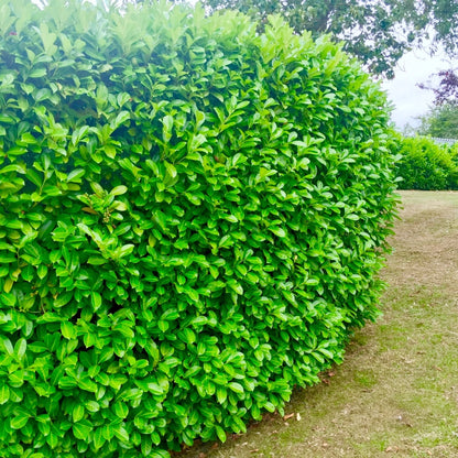 60 Cherry Laurel Hedging 2-3ft Evergreen Plants Bare Root Multi Stem A+ Grade