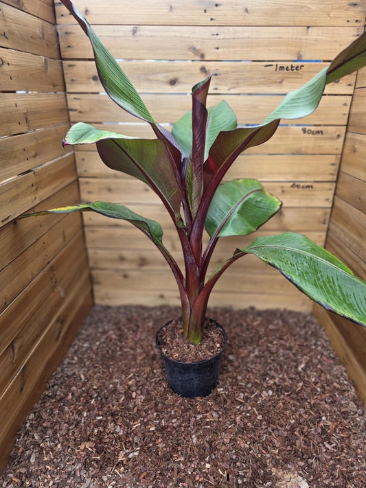 Ensete ventricosum Maurelii - Red Abyssinian Banana - Plant in 5 L Pot