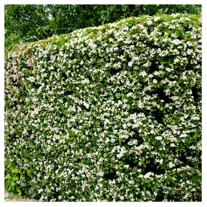 10x Hawthorn Hedging Plants, Wildlife Friendly 2-3ft In 1L Pot, Hawthorne Hedges