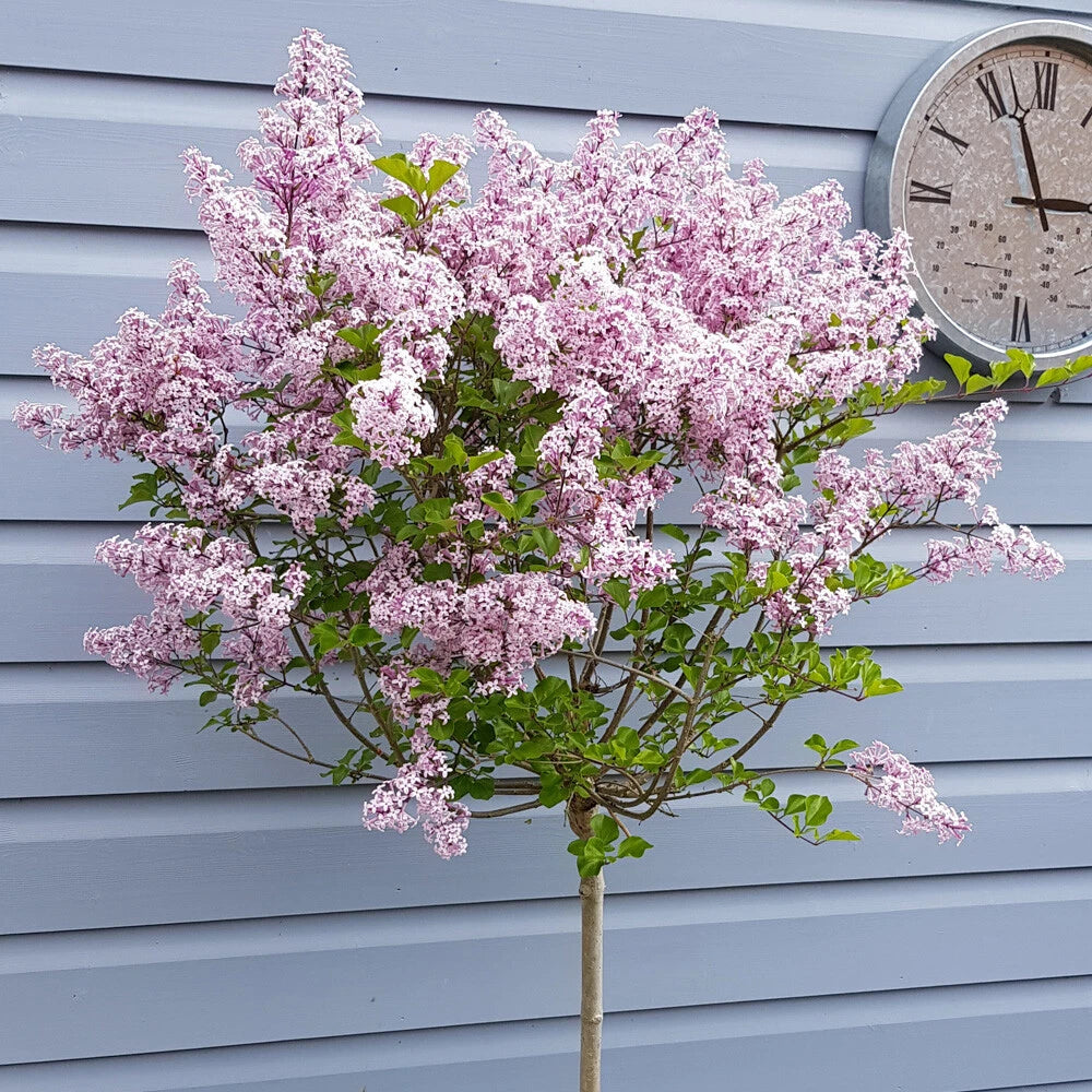 Standard Lilac Trees, 2 x Syringa Palibin, Double Flowering, 90-120cm, 3L Pots