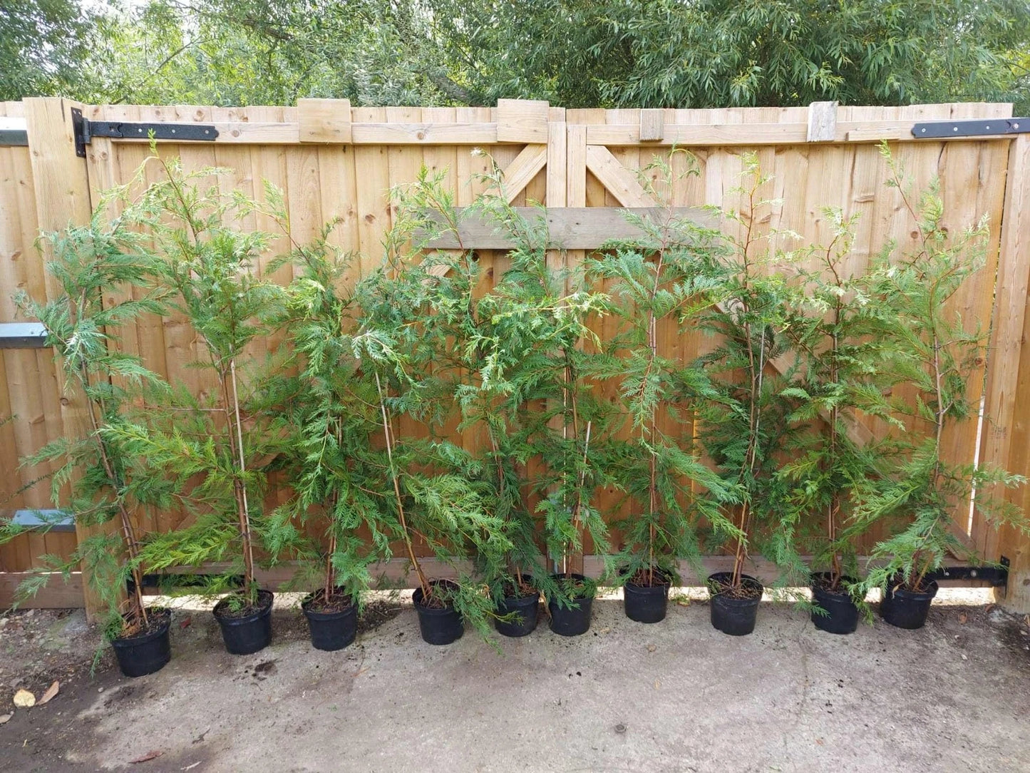 leylandii evergreen hedging 30 x 5-6ft plants 5L potted