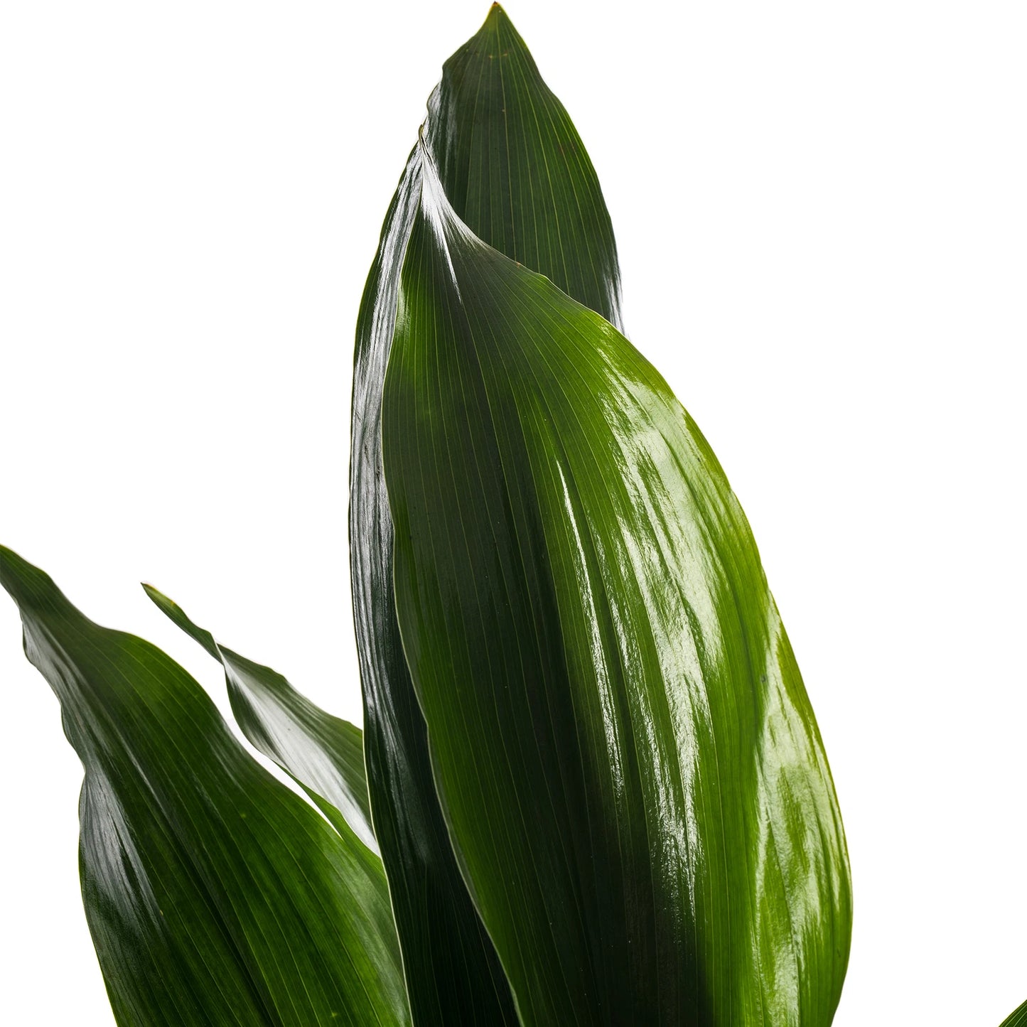 Cast Iron Plant Aspidistra Elatior Indoor House Plants Evergreen Tall Exotic