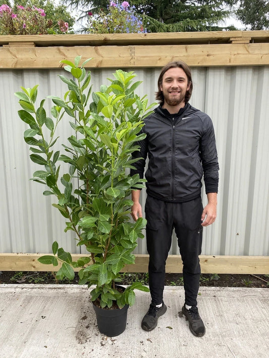 10 x 5-6ft Potted Cherry Laurel Hedge Plants (Multi-Buy Offers Available)