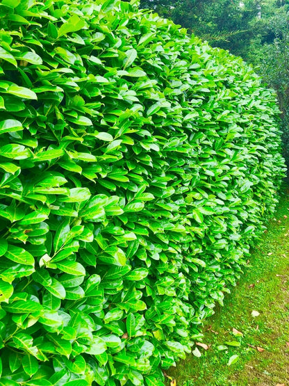 10 Cherry Laurel Hedging Evergreen Plant Fast Growth 3-4ft Large 5 Litre Pots