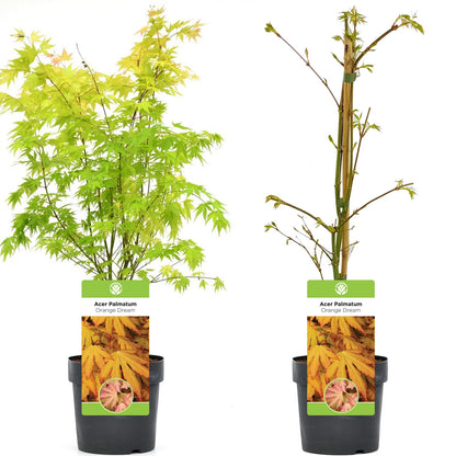 Acer palmatum 'Orange Dream' | Japanese Maple Deciduous Garden Plant Tree In Pot