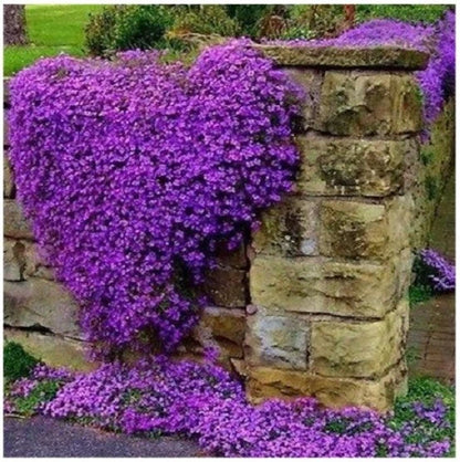 Herb Thyme - Purple Creeping - 900 Seeds