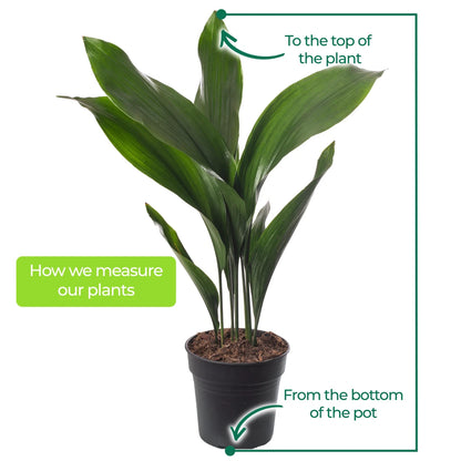 Cast Iron Plant Aspidistra Elatior Indoor House Plants Evergreen Tall Exotic