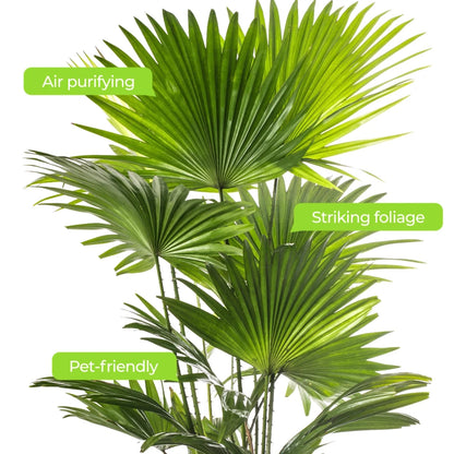 Livistona Fan Palm Large Indoor Tropical House Plant Real Evergreen Tall Plants