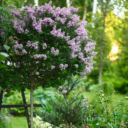 Standard Lilac Trees, 2 x Syringa Palibin, Double Flowering, 90-120cm, 3L Pots