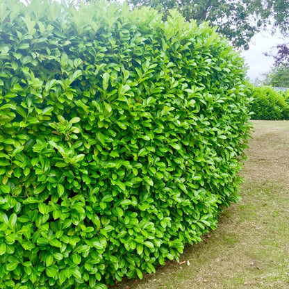 Cherry Laurel Fast Growing Evergreen Hedging Plants 30-50cm Tall Potted