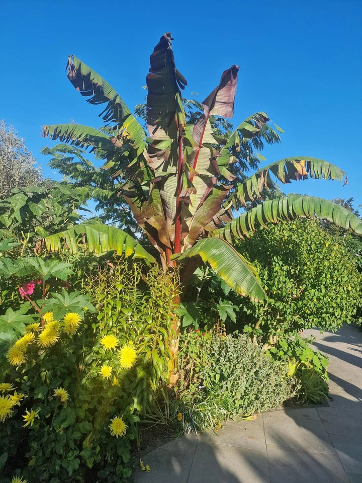 Ensete ventricosum Maurelii - Red Abyssinian Banana - Plant in 5 L Pot