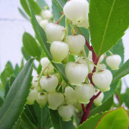 Arbutus unedo Compacta Plant in 9cm Pot - Easy Grow Strawberry Tree Garden Shrub