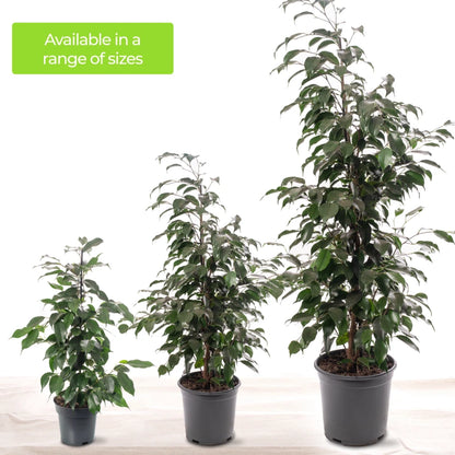 Weeping Fig Large Indoor House Plant Real Ficus Danielle Evergreen Tall Plants