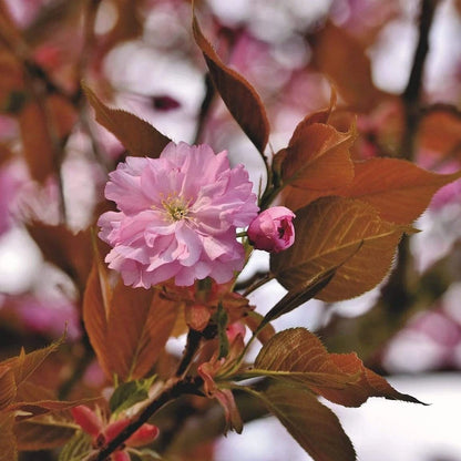 Prunus serrulata Kanzan Japanese Cherry Blossom Tree Ornamental Garden plant (4-5ft,9L Pot)