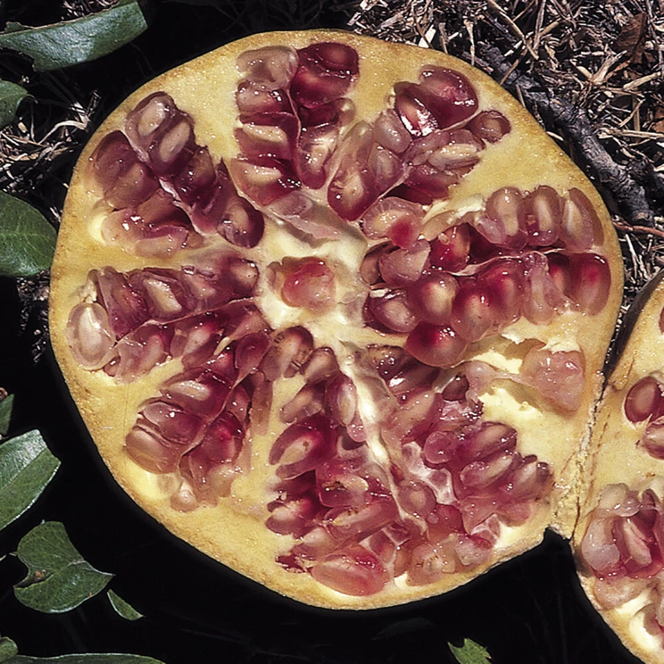 Dwarf Pomegranate Bush, Punica Nana , Hardy Compact Fruit Shrub,9cm Pot