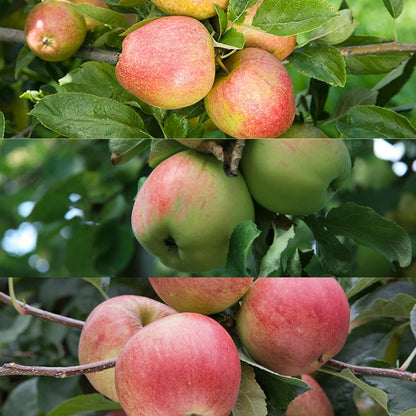 Patio Apple Tree - Mixed Varieties - Patio Fruit Tree 2-4ft in 5 Litre Pot