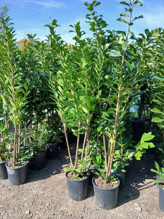 6ft 4x Cherry Laurel Hedging Plants Evergreen Amazing Quality 180cm 20L Pots