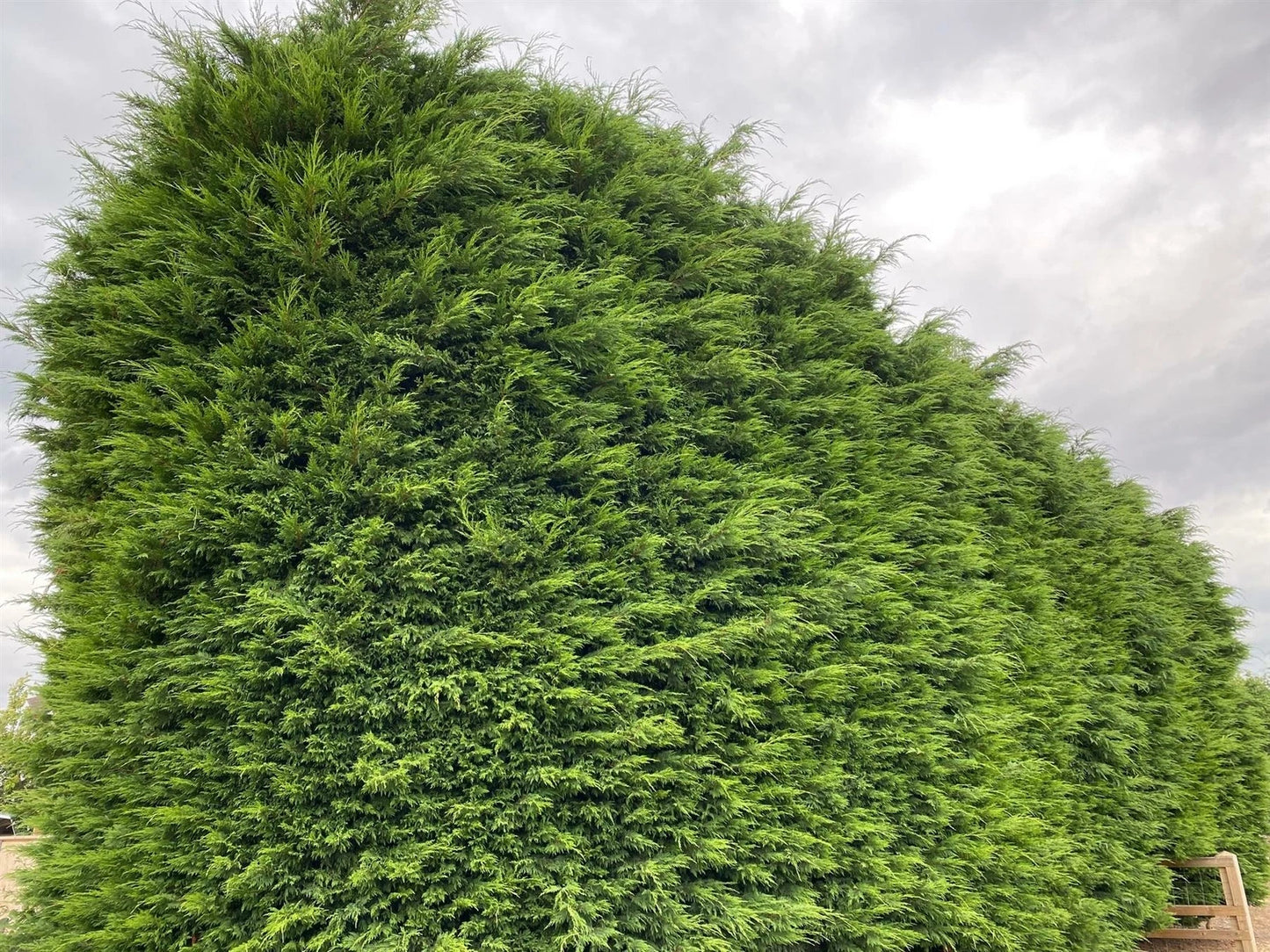10x Large 4-5ft Green Leylandii Evergreen Hedging Plants - 3L Potted