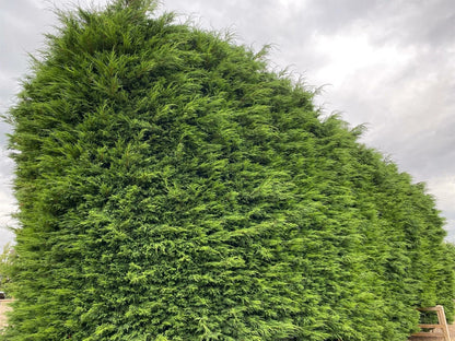 10x Large 4-5ft Green Leylandii Evergreen Hedging Plants - 3L Potted