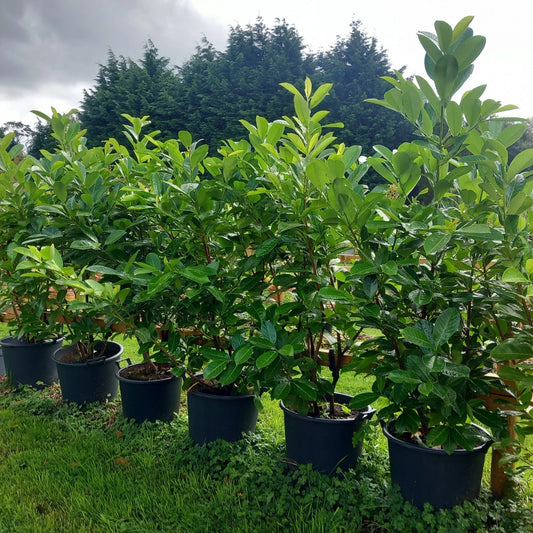 Laurel hedging plant(s) 20/30l pot 180-200cm height