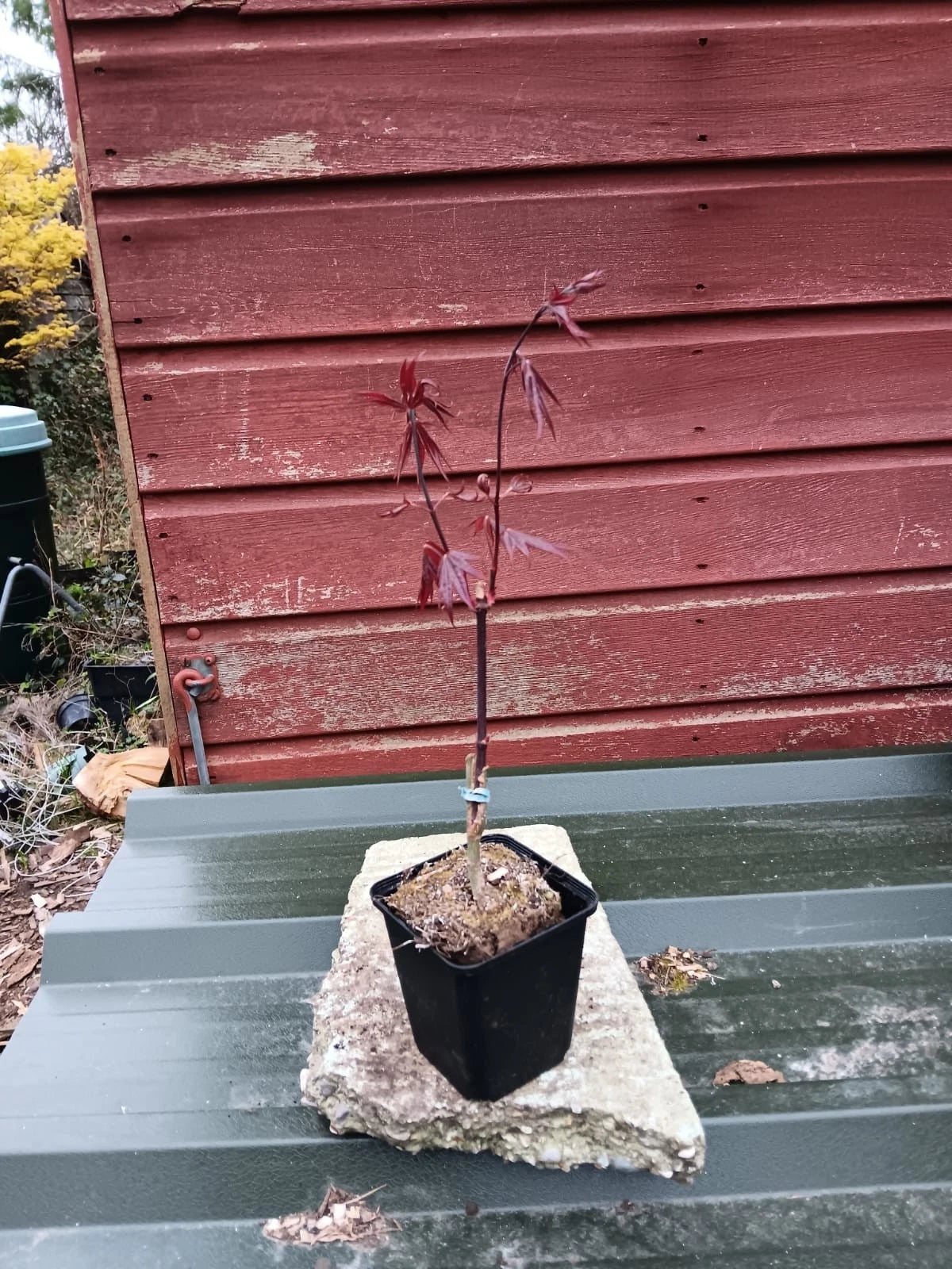 Acer palmatum Red Emperor in 8cm pot