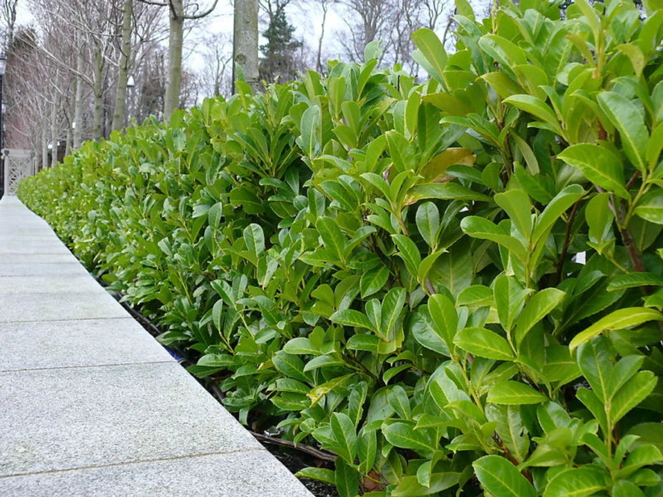 100 Cherry Laurel Hedging 40-60cm Tall Potted