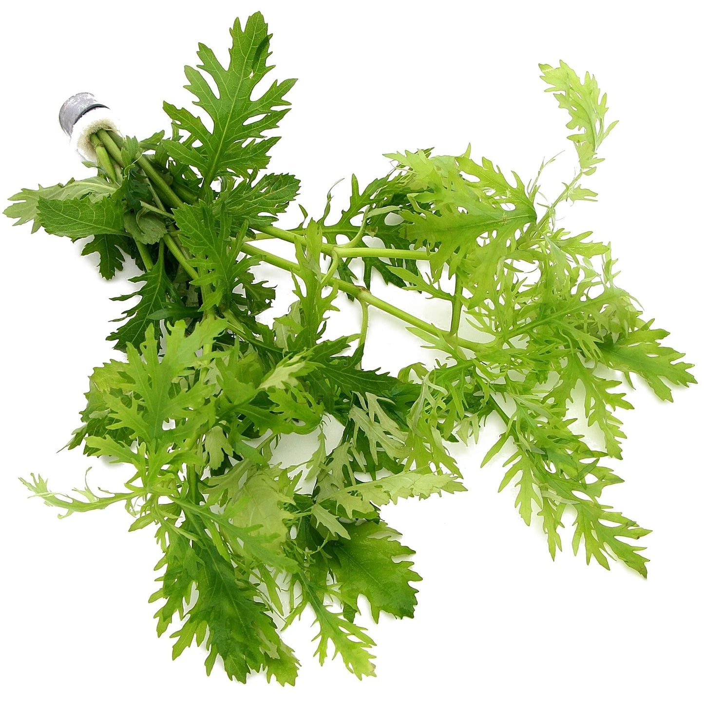 Hygrophila Difformis (5x) Water Wisteria Live Aquarium Plant Tropical