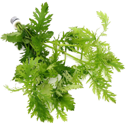 Hygrophila Difformis (5x) Water Wisteria Live Aquarium Plant Tropical