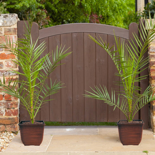 Pair of Hardy Phoenix Palm Canariensis Exotic Trees 60-80cm Tall in a 14cm Pot
