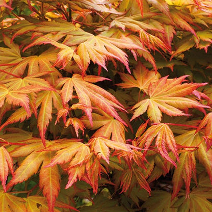 3 x Acer Plant Collection - 11cm Pots - Vars Atropurpureum - Orange Dream