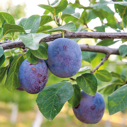Patio Fruit Tree Plants Garden Collection 5 Different Varieties 5 x 9cm Pots