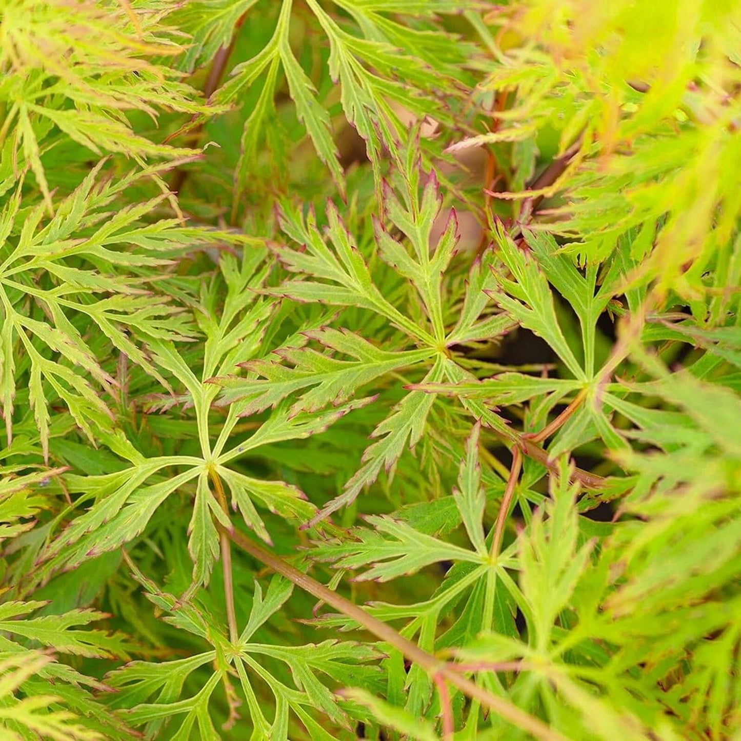 Acer 'Emerald Lace' Japanese Maple Plant - 25-35cm in Height Ready to Plant