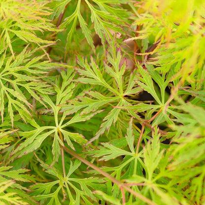 Acer 'Emerald Lace' Japanese Maple Plant - 25-35cm in Height Ready to Plant