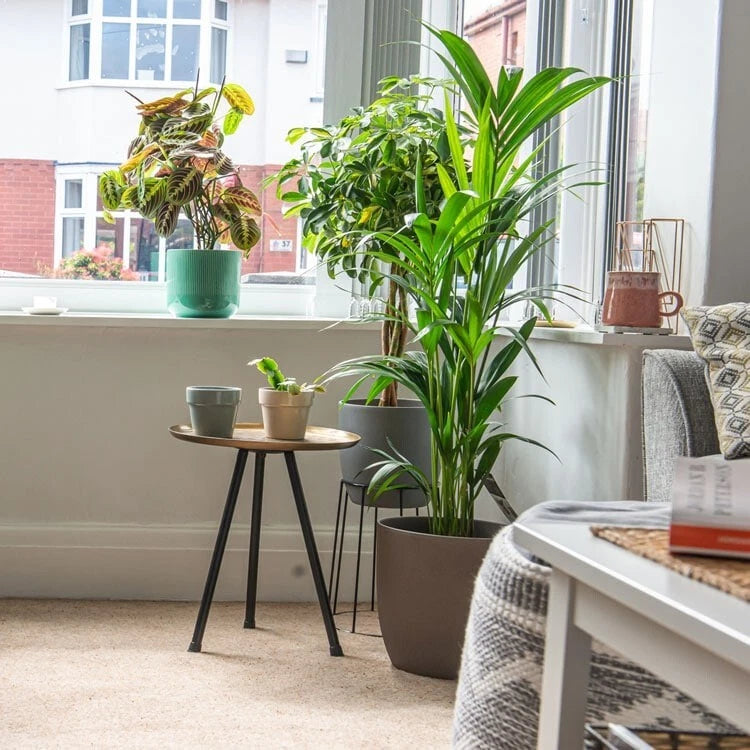 Kentia Palm (Howea Forsteriana) 120cm