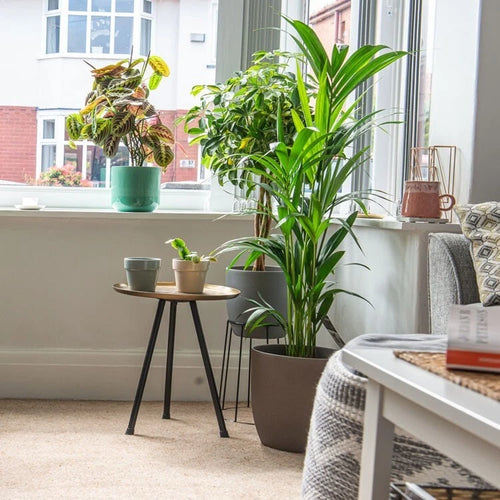 Kentia Palm (Howea Forsteriana) 120cm