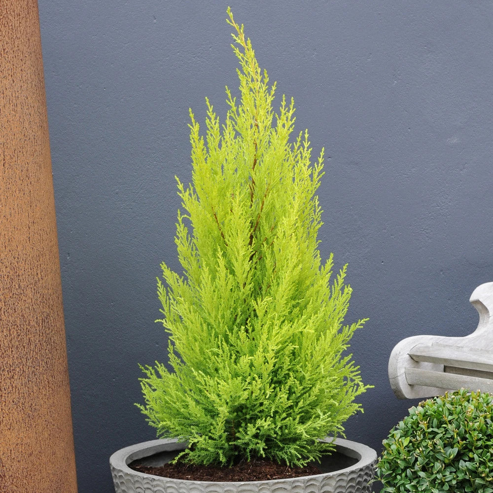 Cupressus Plant Conifer Wilma Goldcrest Lemon Scented Evergreen 10.5cm Pots