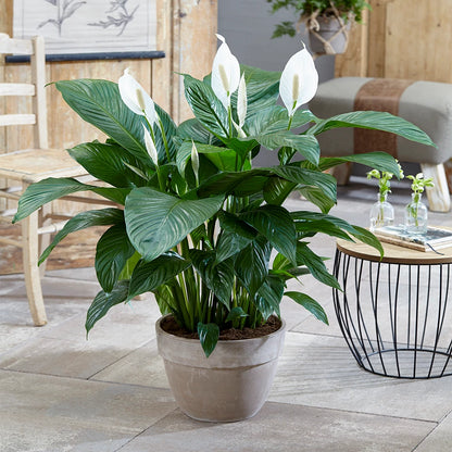 Spathiphyllum 'Peace Lily' House Plant - Live Indoor House Potted Tree In 9cm