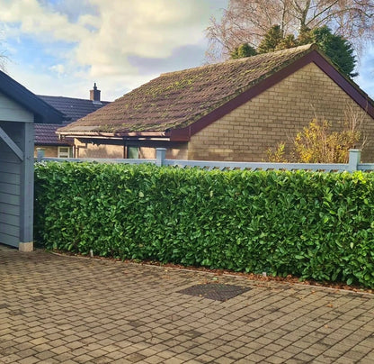 25x Laurel Garden Evergreen hedge plants bare root hedging 3-4ft