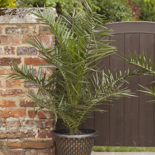 Hardy Phoenix palm 55-75cm in 14cm pot Single