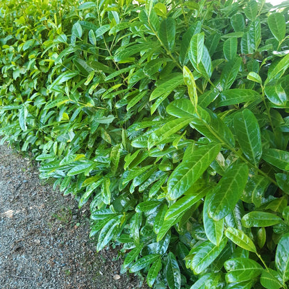 100 Cherry Laurel Hedging 40-60cm Tall Potted