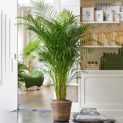Areca Palm Large Indoor House Plant Real Tropical Exotic Evergreen Tall