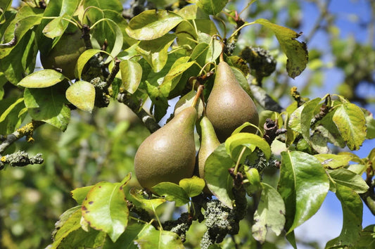 Conference Pear Tree 4-5ft Tall, Self-Fertile & Heavy Cropper, Ready to Fruit