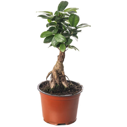 Ficus Ginseng Bonsai Tree Tall Indoor Plants Exotic Large Trees For Your Home