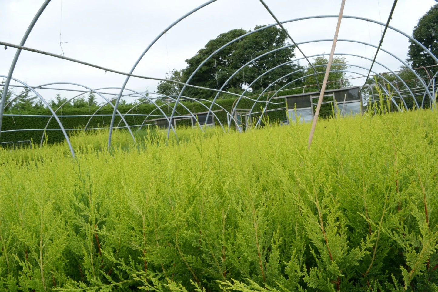 10 X 90cms CASTLEWELLAN LEYLANDII GOLD HEDGING CONIFERS 2ltr POTS 3ft