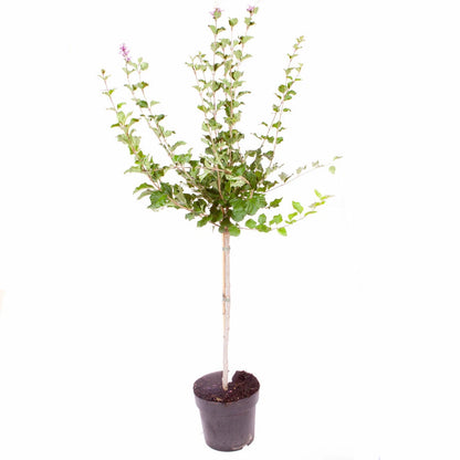 Standard Lilac Trees, 2 x Syringa Palibin, Double Flowering, 90-120cm, 3L Pots