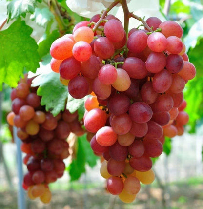 3 x Grape Vine Plant Mix - Garden Climbing Fruit Plant Grow Your Own Grapevine