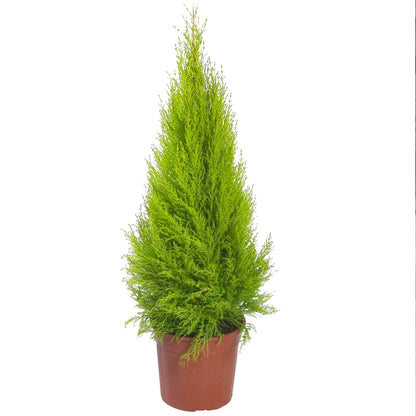 Cupressus Plant Conifer Wilma Goldcrest Lemon Scented Evergreen 10.5cm Pots