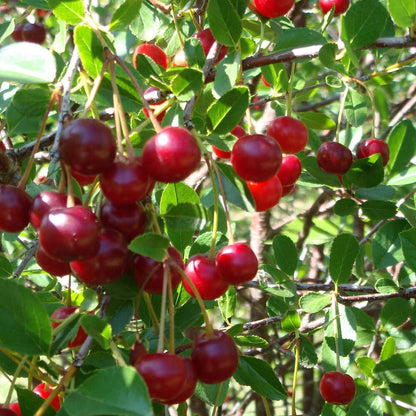 Cherry Bush 'Porthos' Prunus Avium Plant in 3L Pot