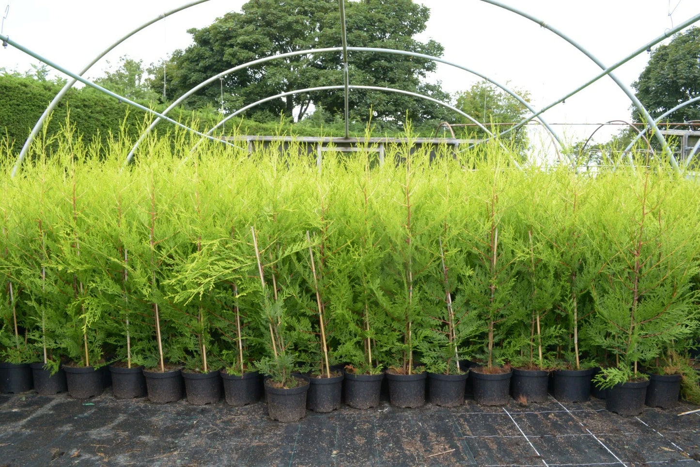 10 X 90cms CASTLEWELLAN LEYLANDII GOLD HEDGING CONIFERS 2ltr POTS 3ft